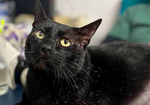 Gato preto 1