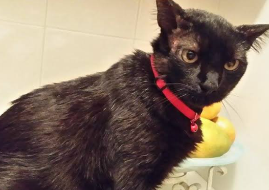 Gato preto 2
