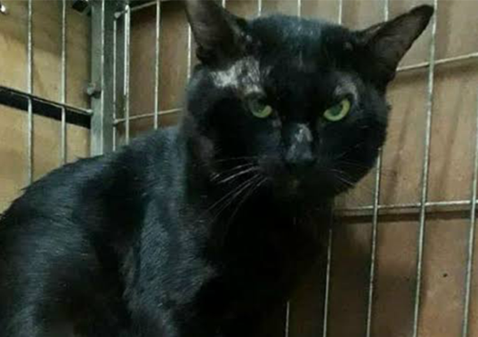 Gato preto 3